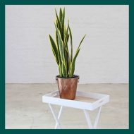 HouzeComfort Artificial Snake Plant Pot 75cm - Image 5