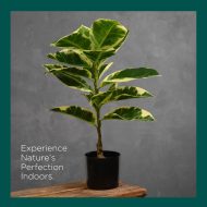 HouzeComfort Artificial Ficus Elastica Plant 70cm - Image 3