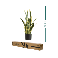 HouzeComfort Artificial Snake Plant Pot 75cm - Image 2
